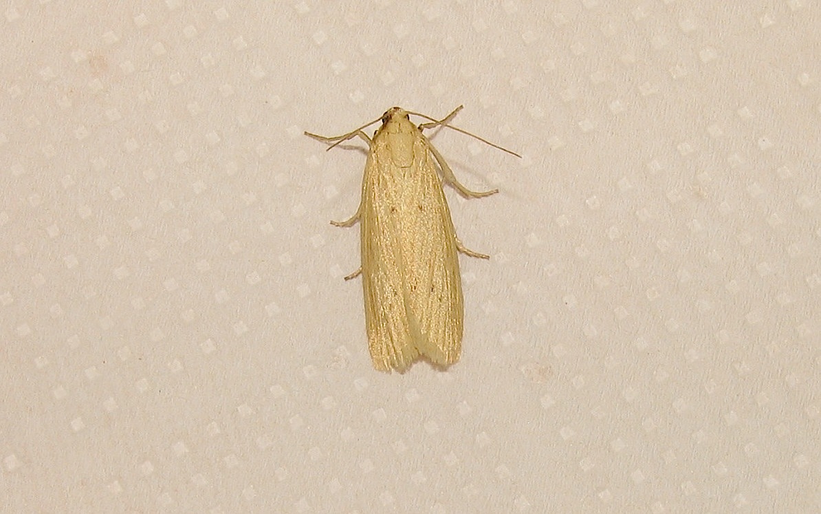 Id falena